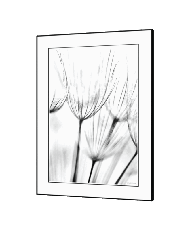 Dandalion] - Inspirational Wall Decor Item