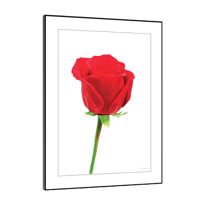 [Red Rose] - Inspirational Wall Decor Item