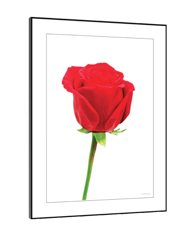 [Red Rose] - Inspirational Wall Decor Item
