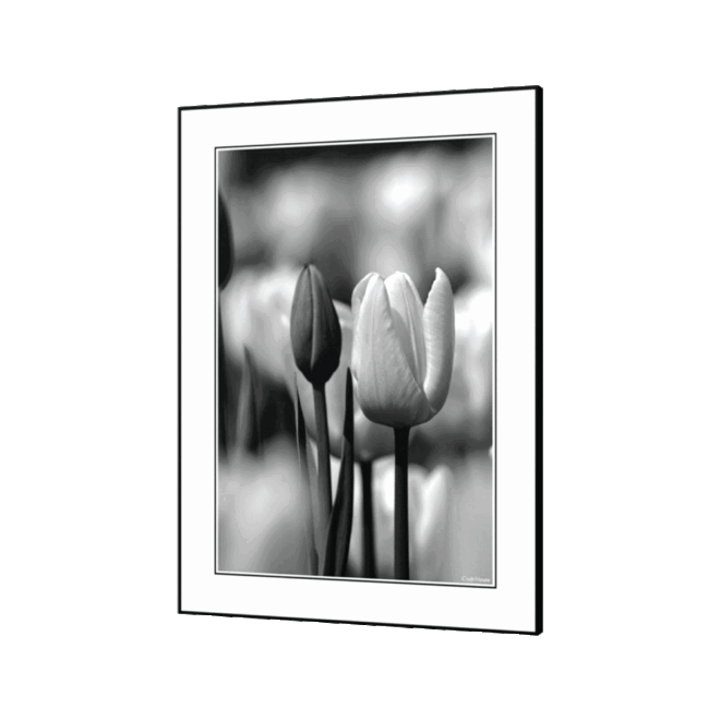 [Tulip] - Inspirational Wall Decor Item