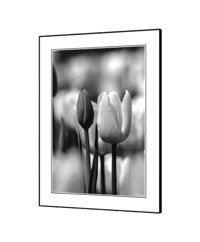 [Tulip] - Inspirational Wall Decor Item
